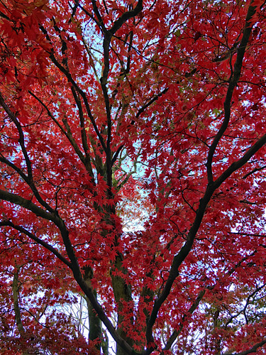 Trees at Winkworth Arboretum