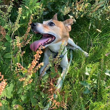 Skitters on Chailey Common