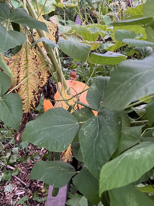 A robin sitting on a pumpkin