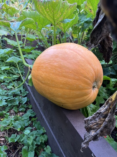 A plump pumpkin revealed after clearing the weeds