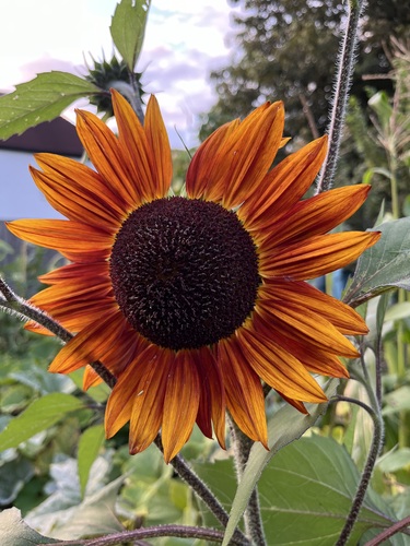 A proud sunflower towering over the vegetable patch