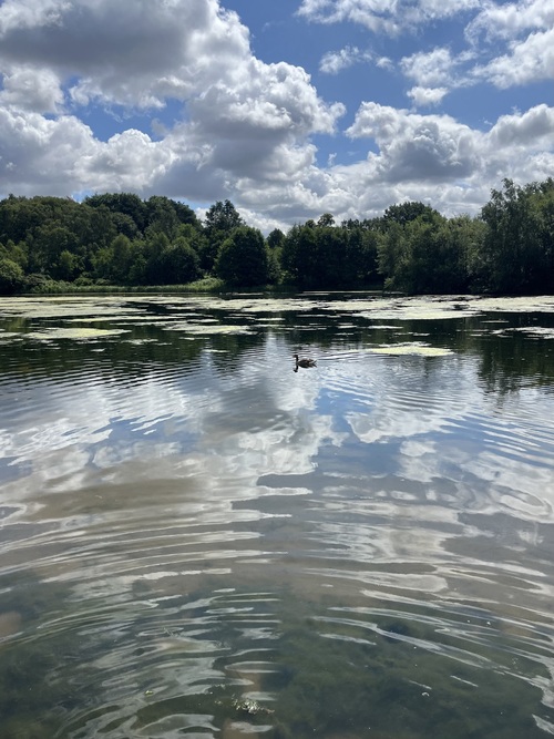 ripples on an otherwise mirror reflection in the lake