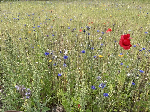 a wildflower meadow feel
