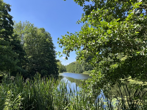 lush green trees reflected in the blue water, giving a cool impression on a hot day