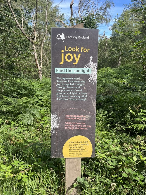 A Forestry England sign in woodland explaining the Japanese word komorebi - the joy of dappled sunlight through leaves