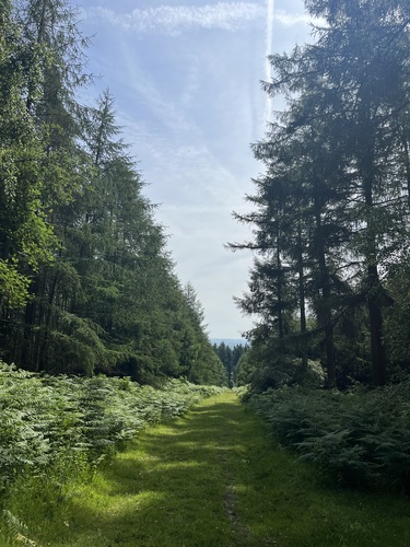 A grass path running between tall trees in Mortimer Forest, ferns on either side and blue sky above