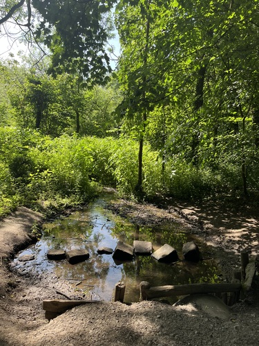 Stepping stones across a shallow woodland stream at Attingham Park, dappled summer light through the trees