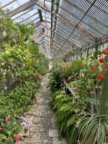 Cobbled path through the Victorian greenhouse, lined with fuchsias and other flowering plants