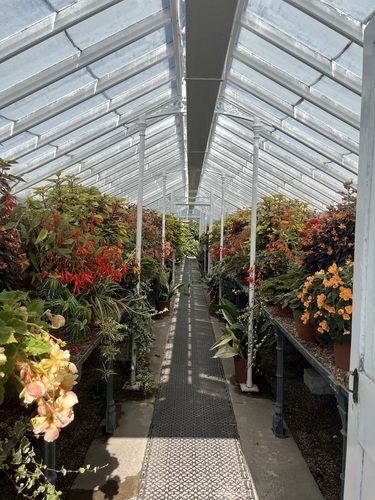 Victorian glasshouse aisle lined with begonias in red, orange and pink