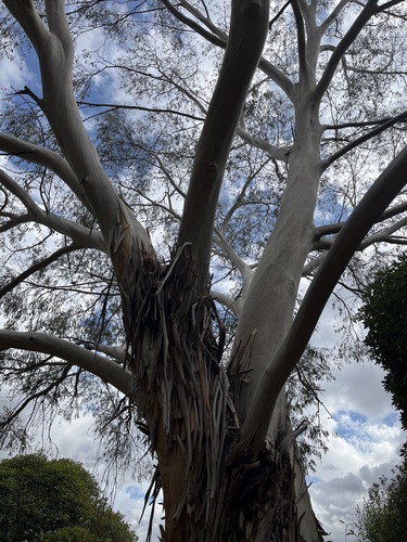 Pale, peeling bark on a eucalyptus tree at Leonardslee