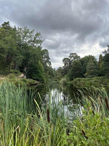 A quiet pond fringed with bulrushes under a heavy grey sky