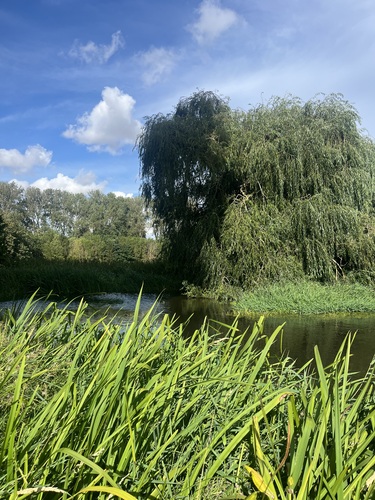 Reeds in front of a willow-lined river