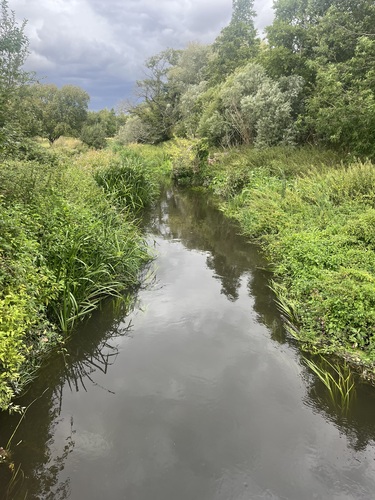 A quiet stream winding through overgrown reeds and greenery