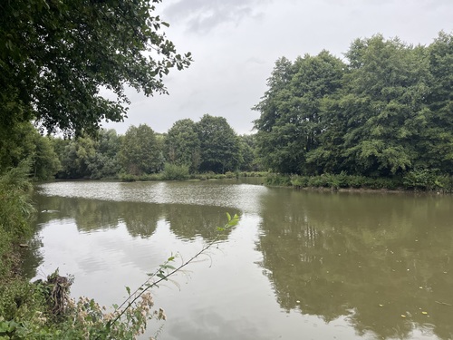 A calm lake surrounded by trees, seen from the bank
