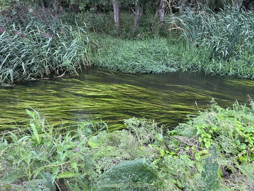 Grasses trailing in the current of a shaded stream