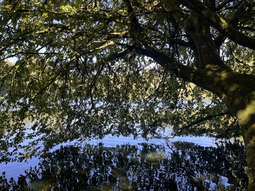 Mossy tree branches hanging low over the still lake, reflections of foliage visible in the water