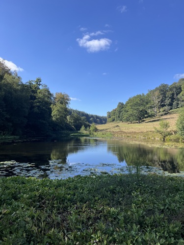 A quiet lily-covered pond bordered by grass and woodland under a blue sky