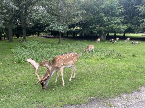A fallow deer grazing close to the path in Dunham Massey's deer park, with more deer grazing among trees behind