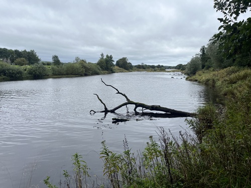 A tree standing in the middle of the river