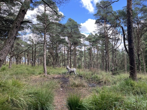 A unicorn sculpture in the woods
