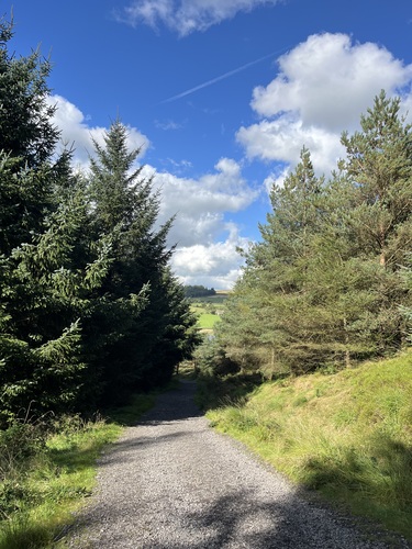 A gravel path through the trees on the Pendle Sculpture Trail