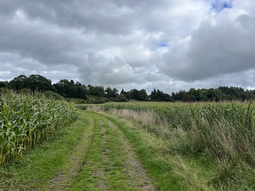 Grassy track beside a cornfield