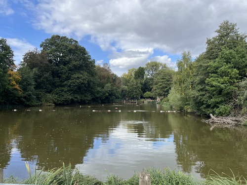 One of the Hampstead Heath ponds, still and green, ringed with trees