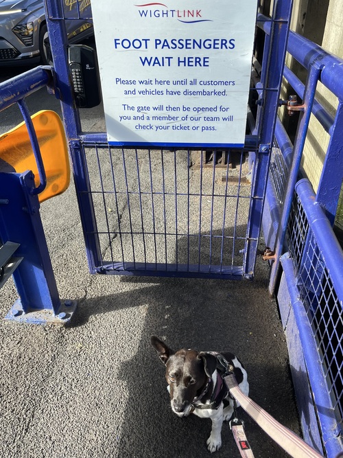 Breezy, a black and white terrier, sitting beneath a Wightlink sign reading Foot Passengers Wait Here