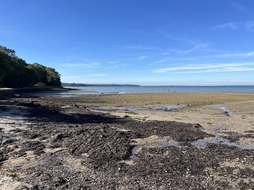 A low tide beach with seaweed strewn across the sand, trees on the left and the Solent stretching away under a blue sky