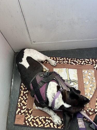 Breezy curled up asleep in her purple harness on a patchwork bone-print mat on the FastCat floor