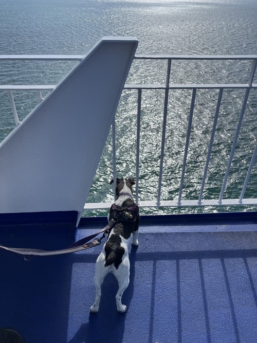 Breezy standing on the blue ferry deck, peering between white railings at the sunlit sea