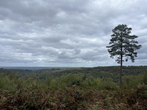 Looking across the punch bowl, with a lone pine tree on the right