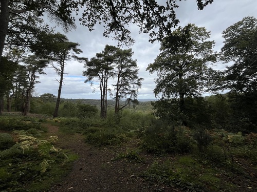 A path through tall pine trees towards a view over the valley