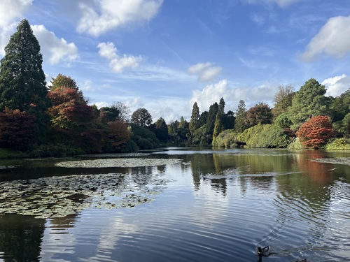 Ducks disturb the stillness of the water among the lily pads, but there are still reflections of the trees in their various colours - greens, bronzes and reds