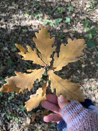A hand in a knitted fingerless glove holding a cluster of golden oak leaves still joined at the stem