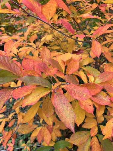 Close up of autumn leaves in an explosion of red, orange, yellow and green