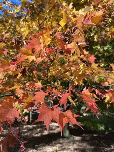 Sunlit red, orange and yellow maple leaves against a patch of blue sky