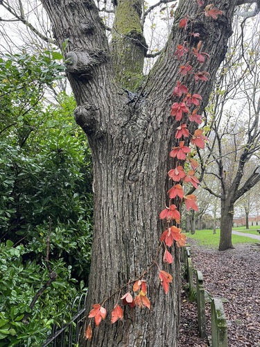 Red ivy-like plant growing up the side of a tree trunk, looking more like decoration than nature