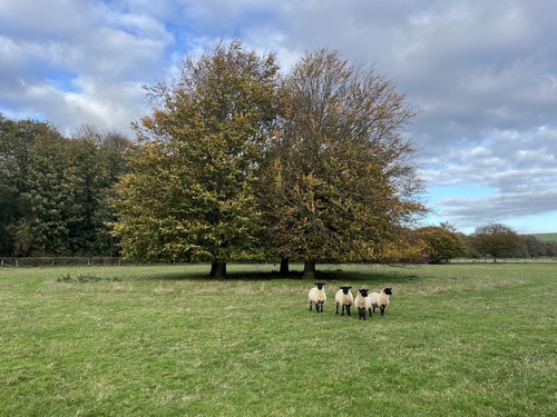 Four black-faced sheep stare at me from beneath a tree