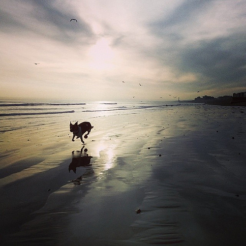 All paws off the sand