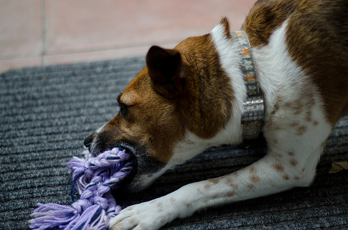 Skitters with Dog Chew Toy