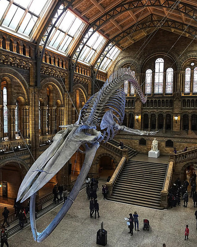 Natural History Museum