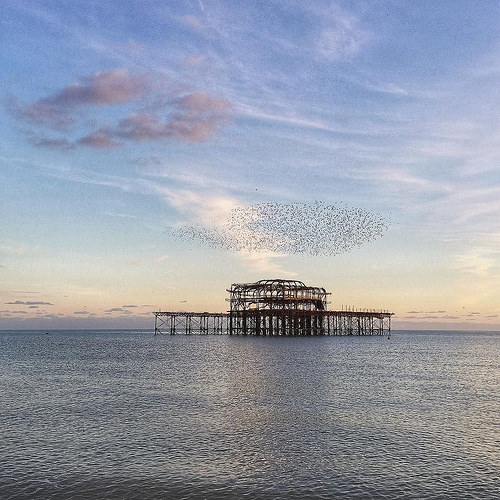 Starlings dance