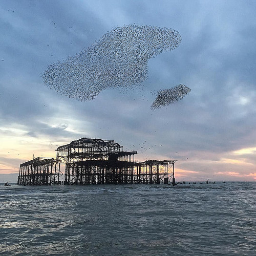 Another day, another murmuration over the West Pier as the sun sets