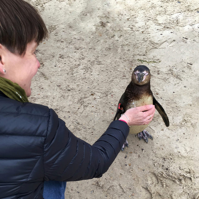 I got to stroke a penguin 🐧