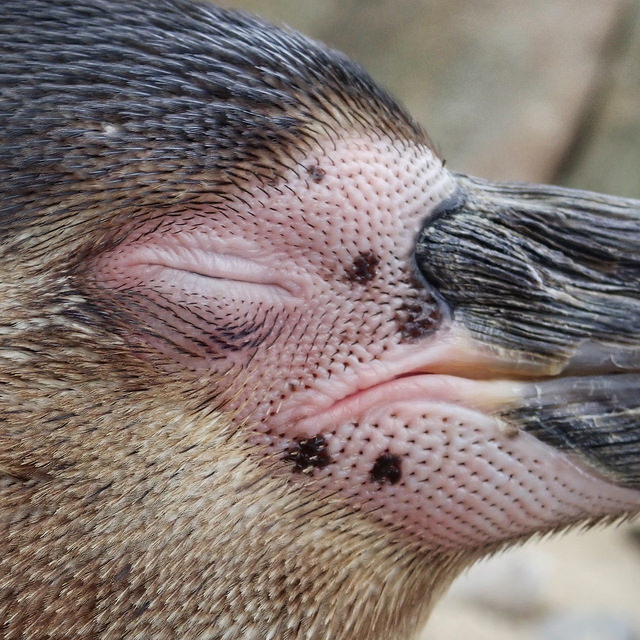 Close up penguin face