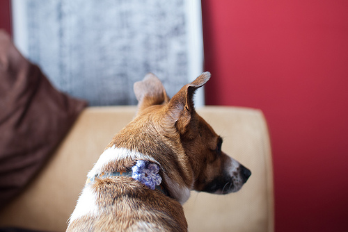 Skitters with crocheted flower on her collar