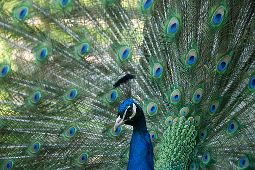 Peacock at Nunnington Hall